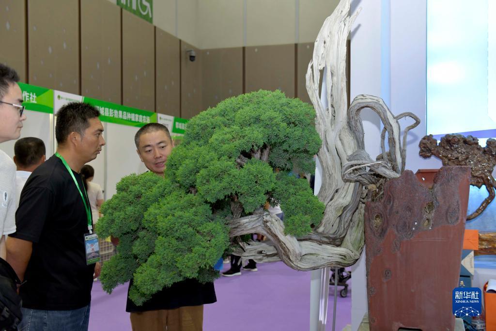 澳门葡萄